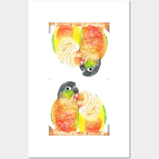Green-cheeked conure lover watercolor pattern Posters and Art